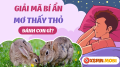 Nằm mơ thấy con thỏ dự báo điềm may hay vận rủi?
