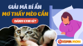 Mơ thấy bị mèo cắn có phải điềm xấu không?