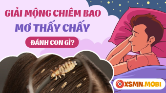 Tìm kiếm ý nghĩa tâm linh đằng sau giấc mơ thấy con chấy