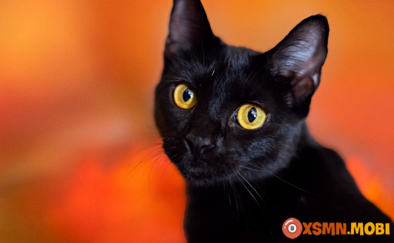 Khám phá ý nghĩa hiện tượng mèo vào nhà là gì?
