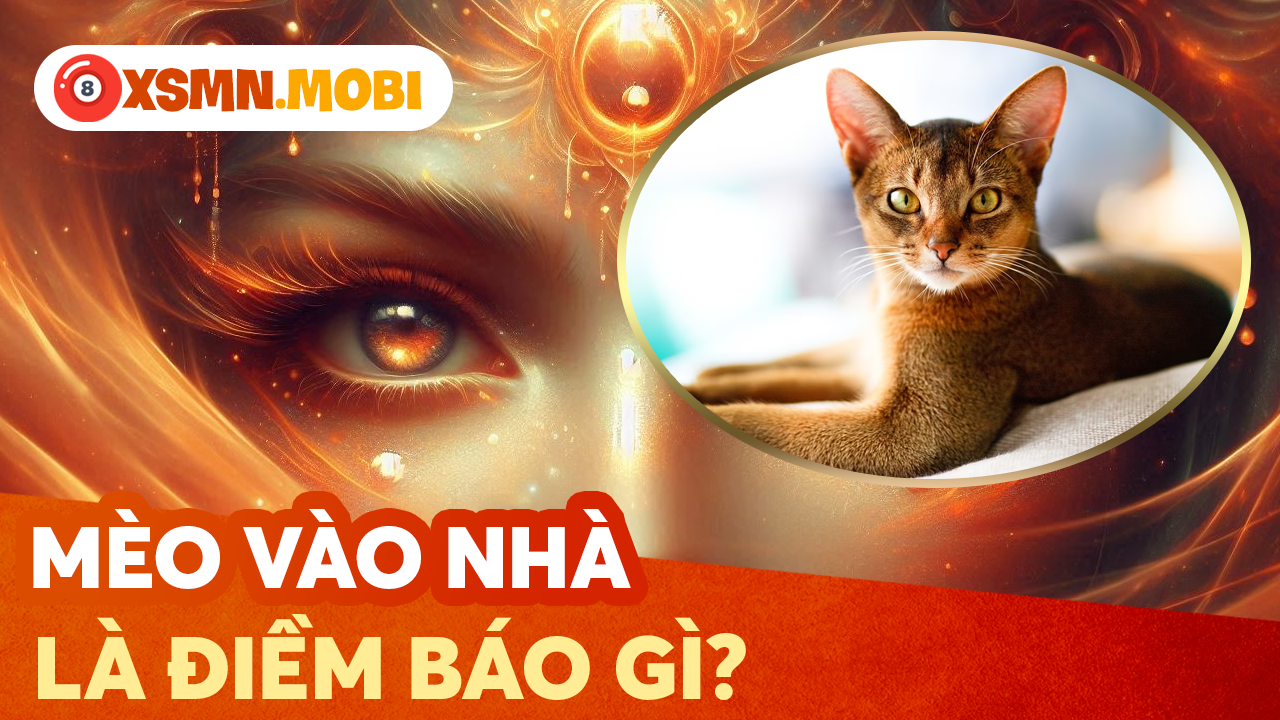 Luận giải điềm báo mèo vô nhà và các hiện tượng liên quan