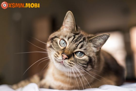 Các điềm báo về con mèo là hên hay xui?