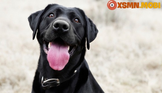 Khám bí ý nghĩa bí mật các điềm báo về con chó