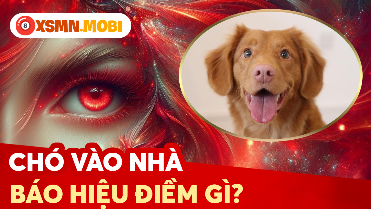 Chó đến nhà là điềm may hay xui? giải mã chi tiết từng hiện tượng