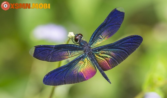 Chuồn chuồn bay vào nhà ban đêm là điềm gì?
