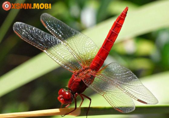 Chuồn chuồn đậu lên người có ý nghĩa tâm linh gì?