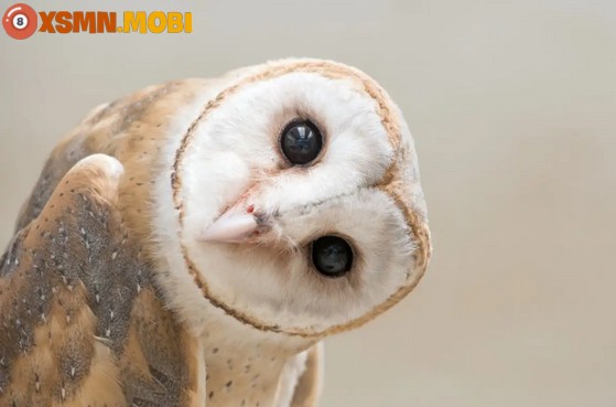 Cú mèo bay vào nhà báo hiệu điềm may mắn hay xui xẻo?