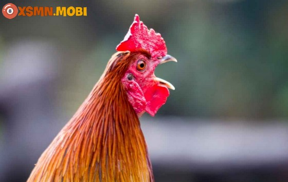 Gà gáy ban đêm, ban ngày là điềm báo tốt hay xấu? Gà gáy ban đêm, ban ngày là điềm báo tốt hay xấu?