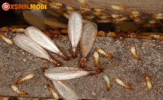 Mối bay vào nhà làm tổ là điềm lành hay dữ? Mối bay vào nhà làm tổ là điềm lành hay dữ?