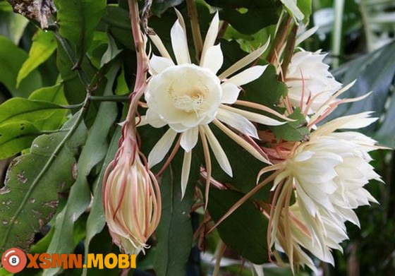 Hoa nở bất thường ám chỉ điềm báo gì? Hoa nở bất thường ám chỉ điềm báo gì?