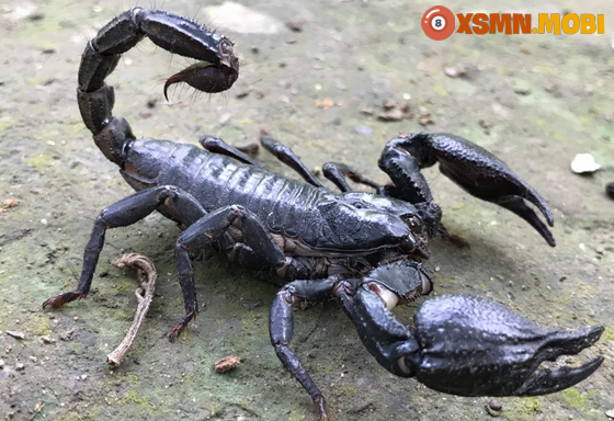 Có bọ cạp bò vào nhà dự báo gì cho tương lai? Có bọ cạp bò vào nhà dự báo gì cho tương lai?