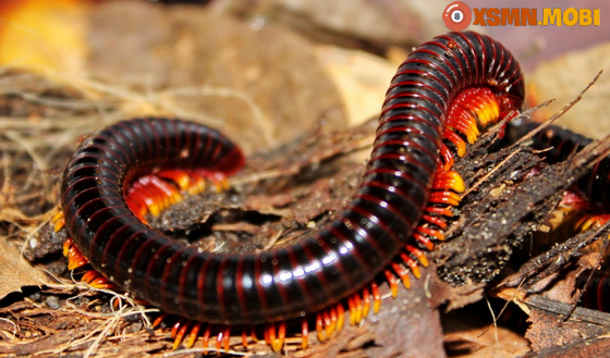 Cuốn chiếu bò vào nhà là điềm tốt hay xấu? Cuốn chiếu bò vào nhà là điềm tốt hay xấu?