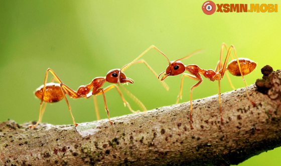 Kiến vào nhà là điềm lành hay dữ? Kiến vào nhà là điềm lành hay dữ?