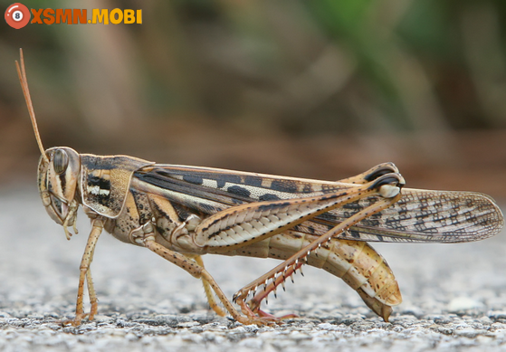 Châu chấu bay vào nhà, đậu vào người dự báo điều gì?