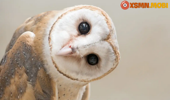 Giải mã ý nghĩa điềm báo về con chim lợn là may hay xui? Giải mã ý nghĩa điềm báo về con chim lợn là may hay xui?